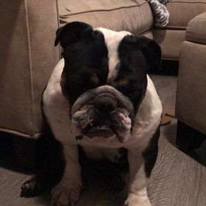 Meet your Posher, Susie